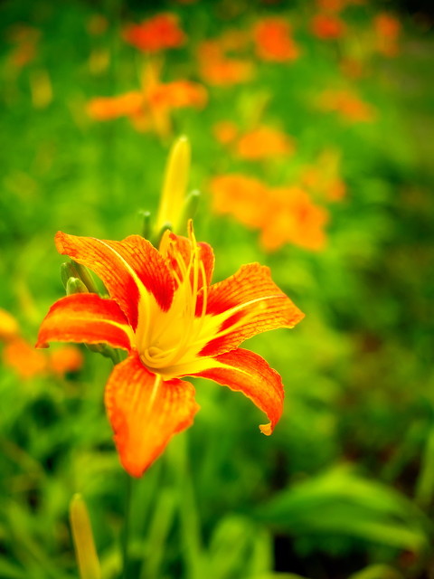 萱草花是母亲花吗,为什么萱草花被称为母亲之花