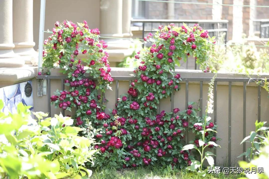 适合北阳台种的花园,采光差适合什么藤本月季