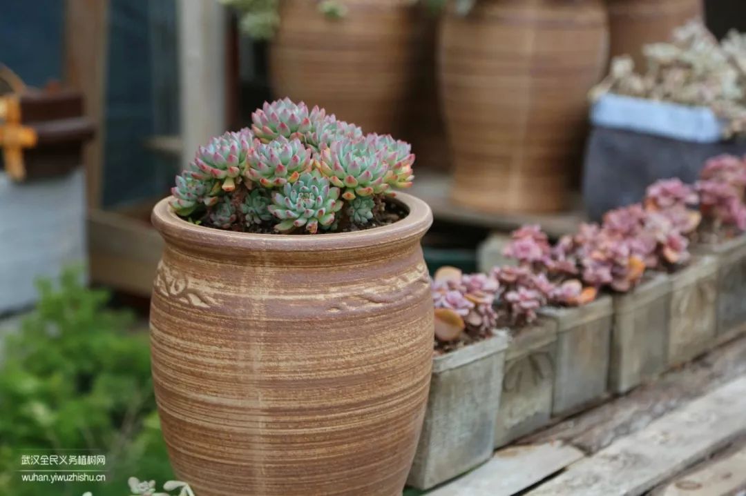 园艺沙龙|前方高能！一大波人相约逛花市，究竟淘了些啥？