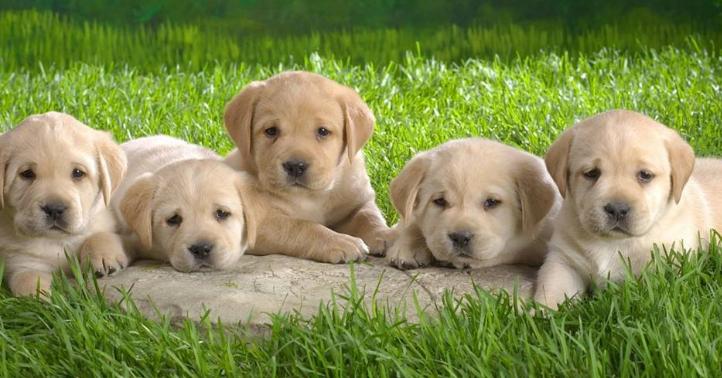 怎么消除对狗的心理恐惧,如何快速缓解狗狗的恐惧