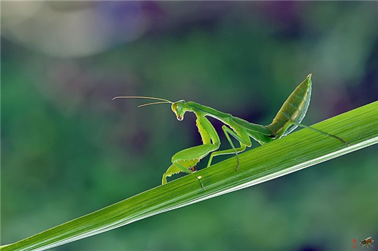 巨螳螂吃什么食物,螳螂吃什么蔬菜讲解