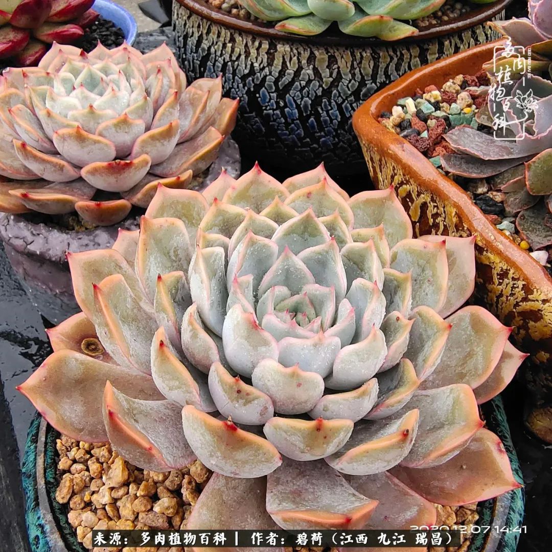 养了五年的多肉看到岁月的痕迹,经过一年春夏秋冬的轮回