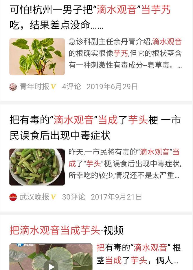 滴水观音和海芋区别,海芋和滴水观音有什么区别