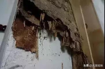 台风来了海岸上很多虫子,台风后出现的虫子