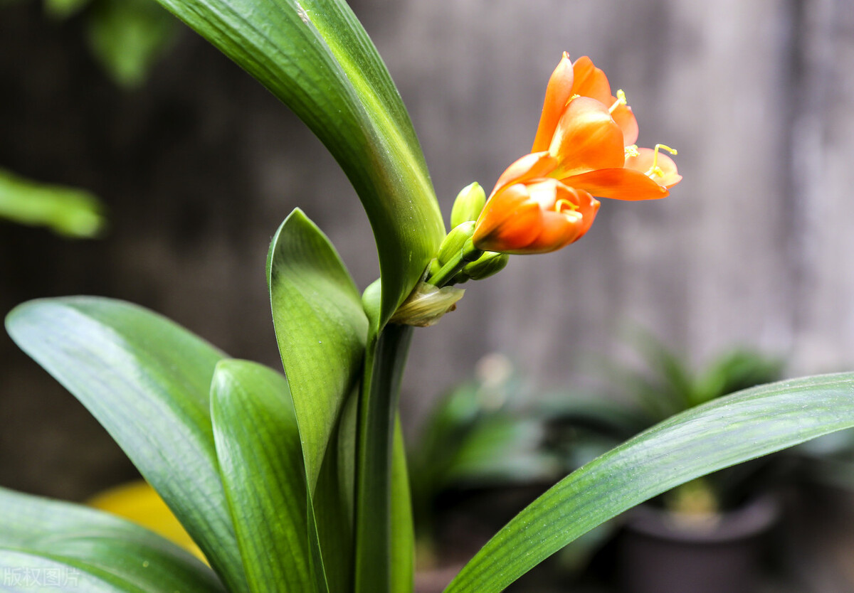 君子兰夏天的养殖方法和技巧,君子兰如何度夏最好养