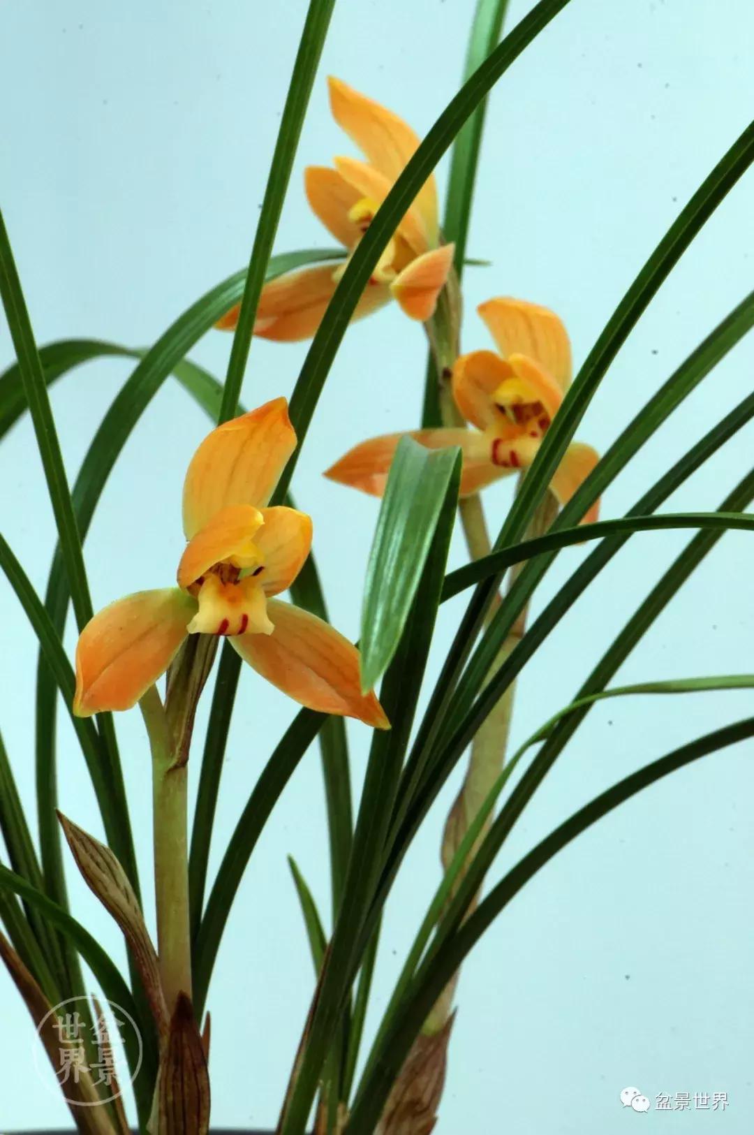 孔子家语芝兰生于深林全文拼音,芝兰生于深林不以无人而不芳翻译