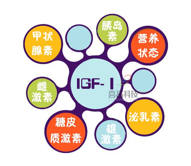 生长因子igf-1偏低要做磁共振吗,生长因子结合蛋白查什么的