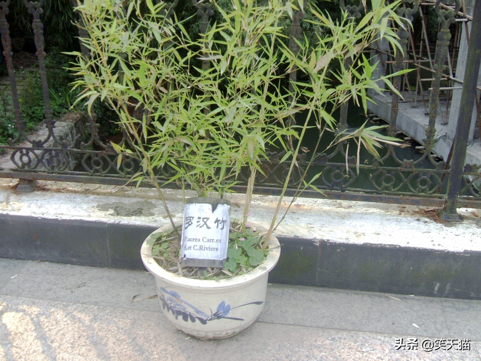 四川宜宾竹海风景,宜宾蜀南竹海全视频