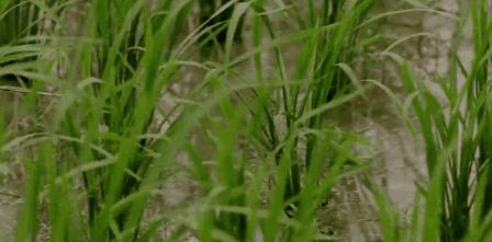 据说世道变坏是从倒卖青团开始的