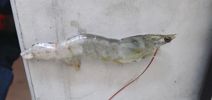 为什么会有棉花虾,棉花虾是什么