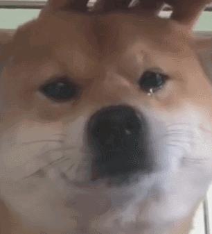 狗子吃醋女朋友,狗子喜欢女朋友怎么办