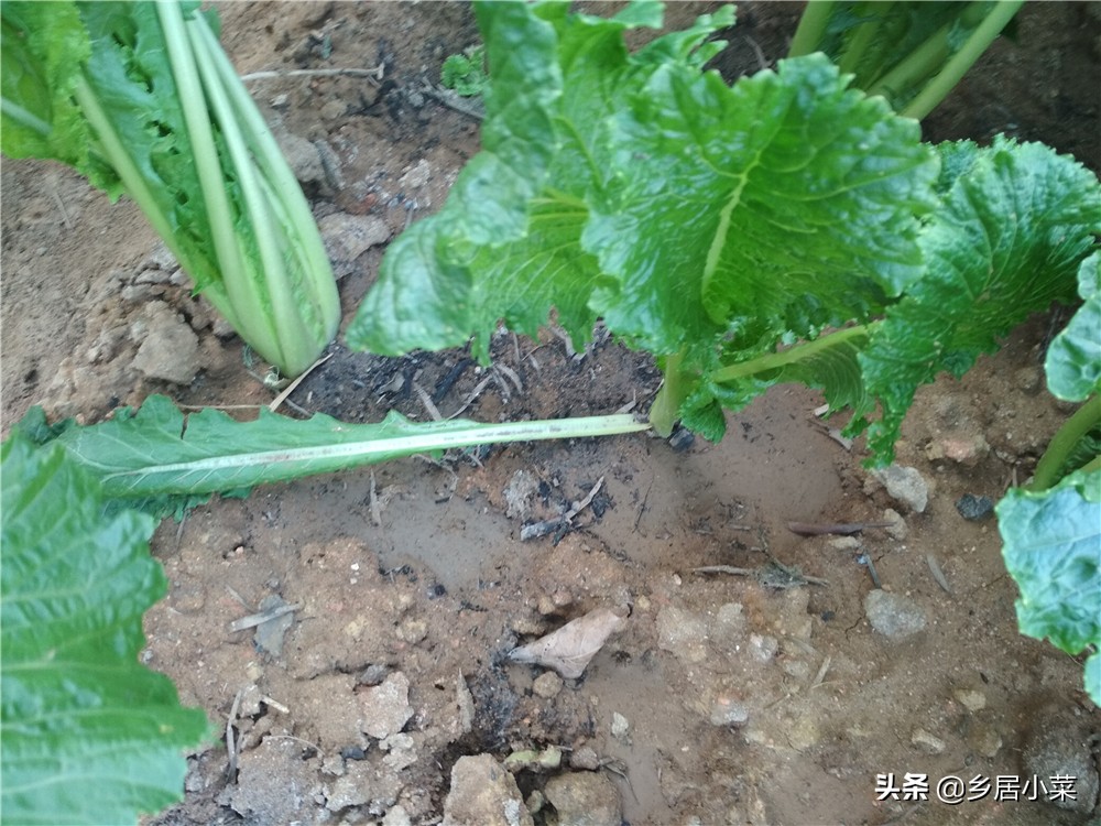夏季种菜总是刮大风怎么办,刮台风对菜地有什么影响
