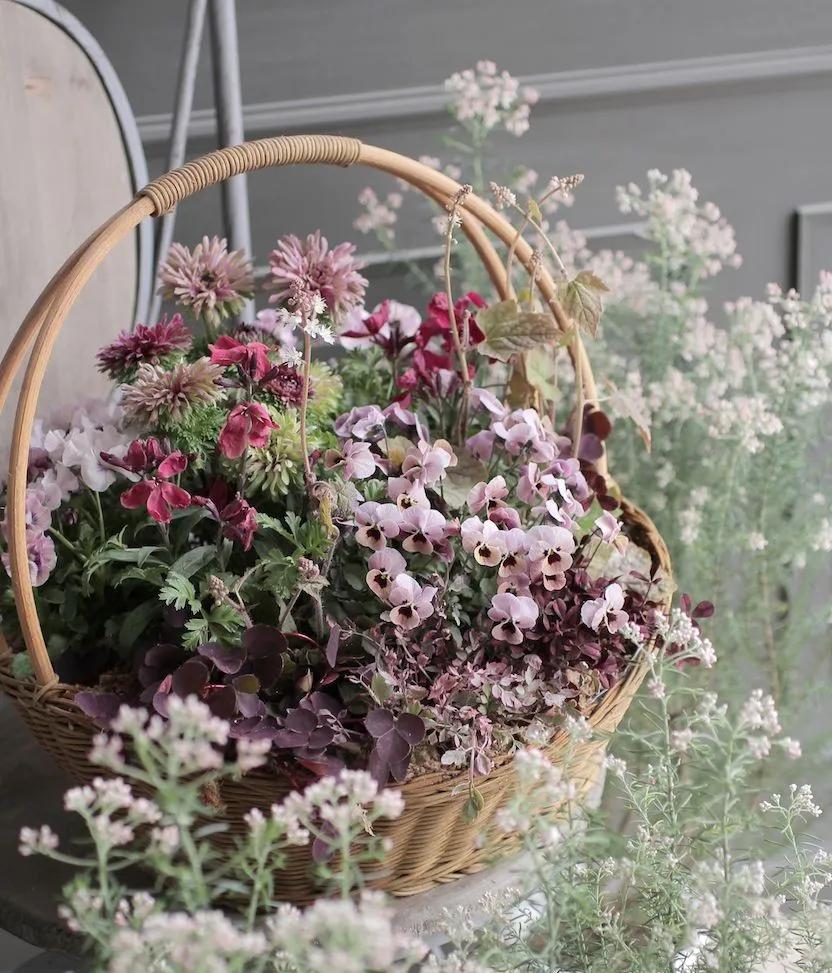 角堇和皱边角堇哪个花大,皱边角堇和穗边角堇的区别