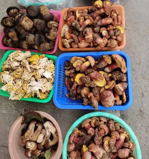 导游转行主播卖货的女的叫啥,云南导游直播卖海鸥