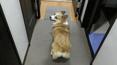 你了解小短腿柯基吗？很多人都对柯基有误解，你可能也中招了