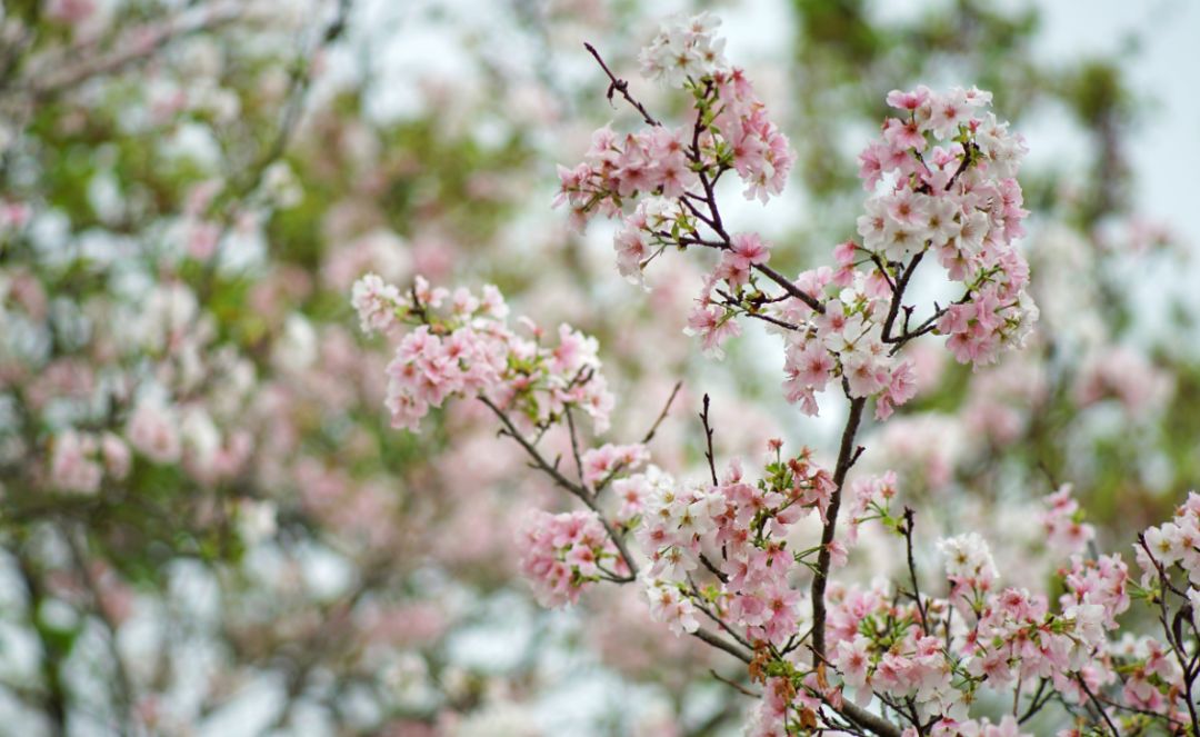全球最大的樱花基地,全球最大樱花基地赏花时节已至