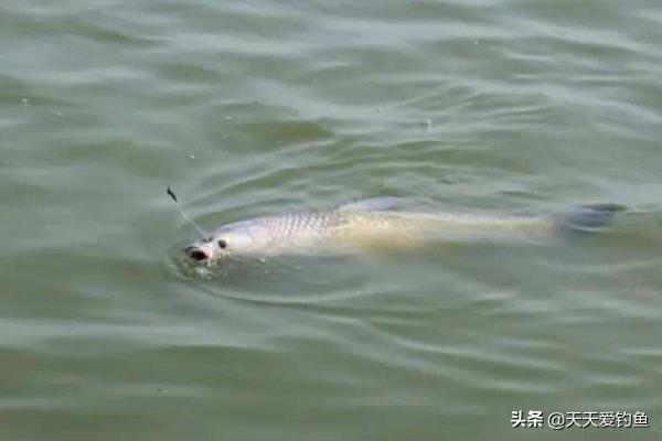 钓大物技巧视频,冬季野钓取物技巧口诀