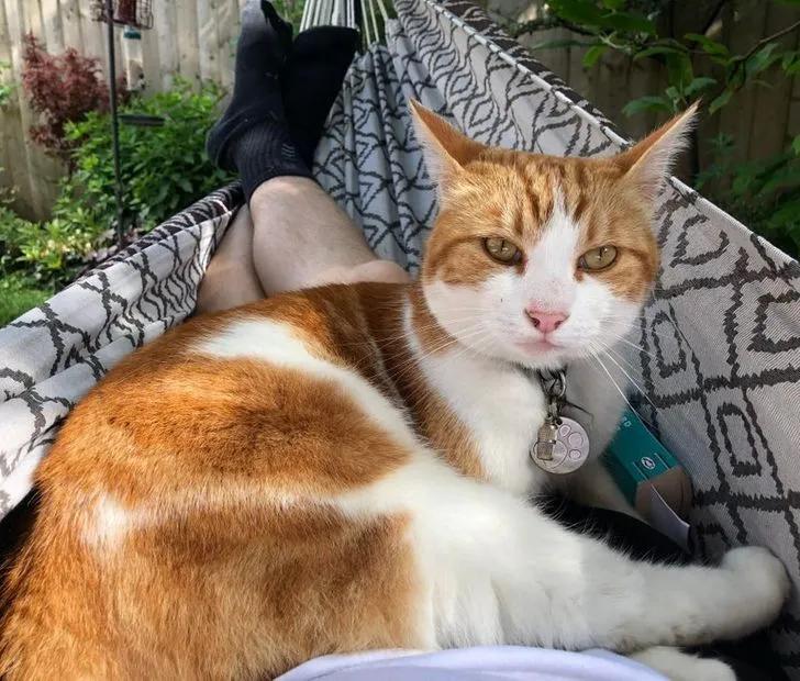 与陌生的猫接触,两只不认识的猫咪相遇会发生什么