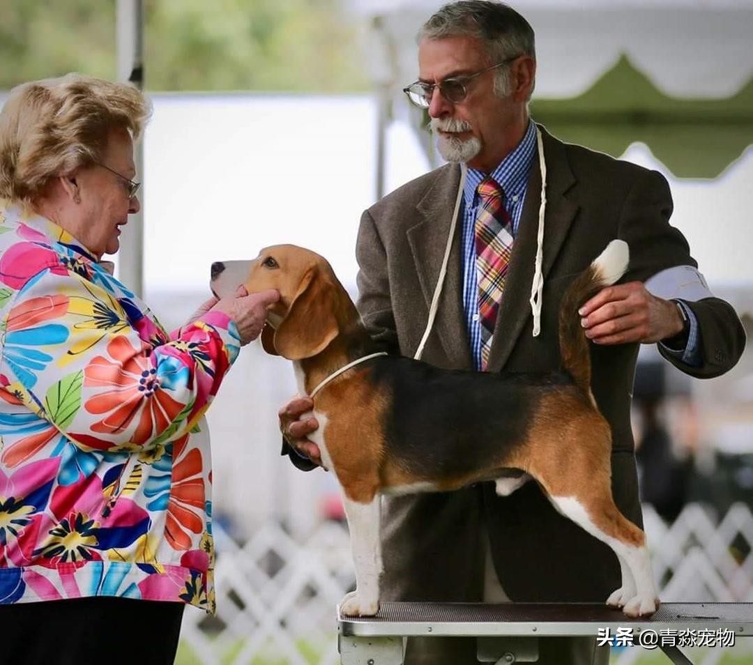 狗狗吃撑了呕吐拉稀怎么办,狗狗感冒了呕吐喂什么药好