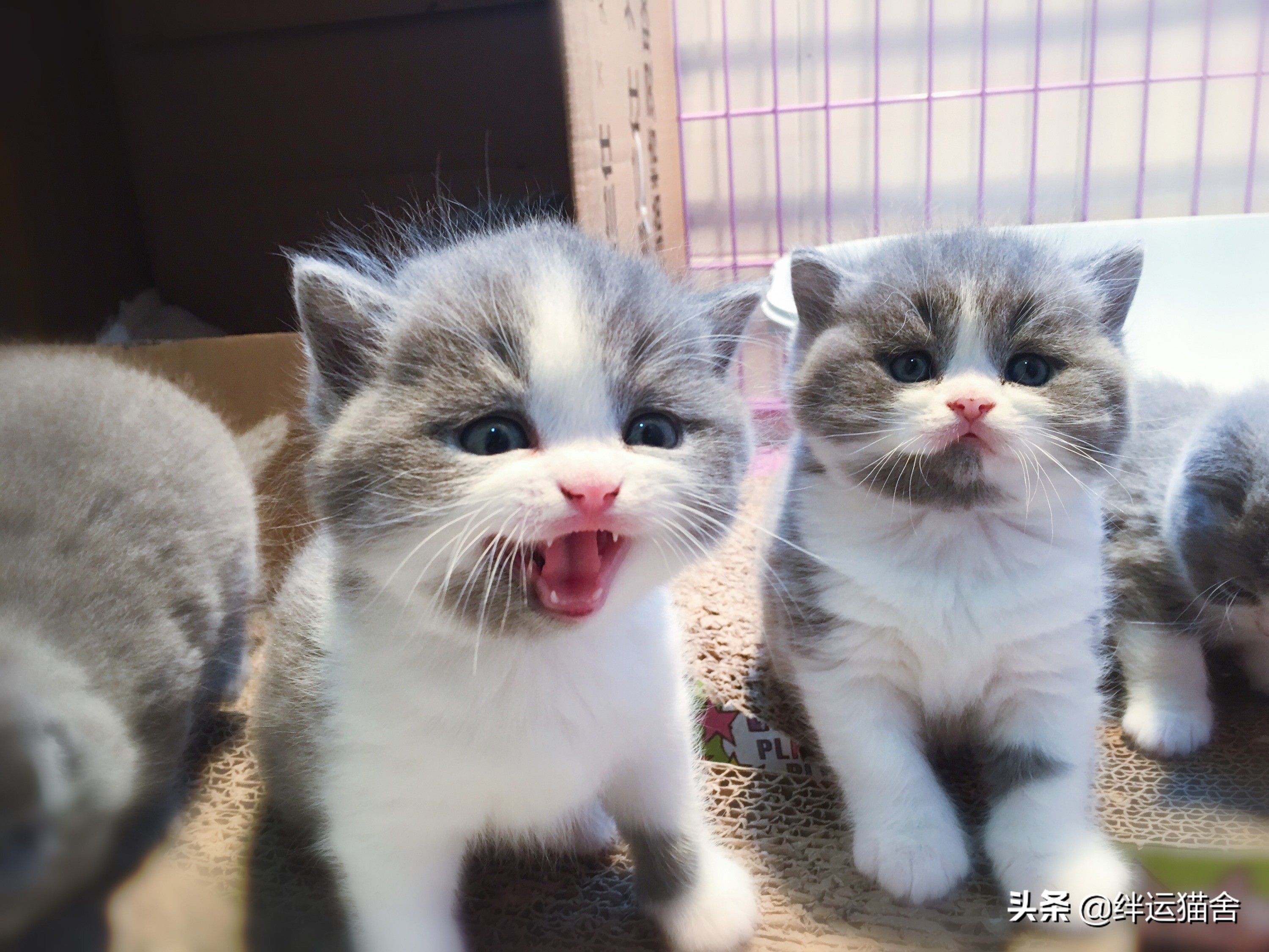 棉花被子被猫尿了怎么办,猫舍怎么避免公猫乱尿