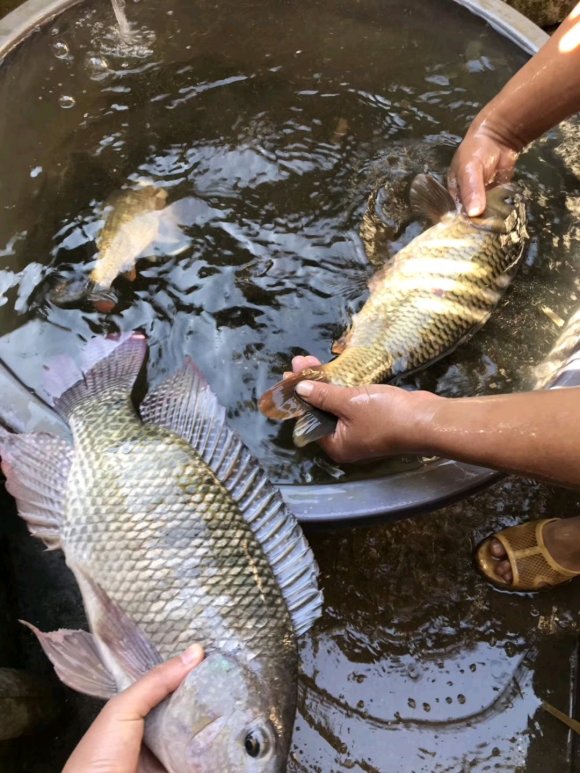 野钓大罗非鱼开饵料教程,野钓大罗非用什么饵料最好