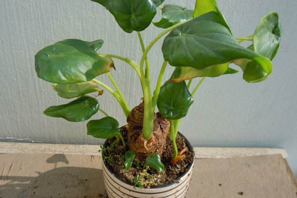 水培滴水观音叶子下垂怎么回事,滴水观音发黄下垂的叶子怎么处理