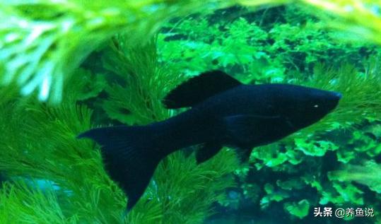 鱼缸怎么去油膜最快最有效的方法,鱼缸有油膜怎么处理干净