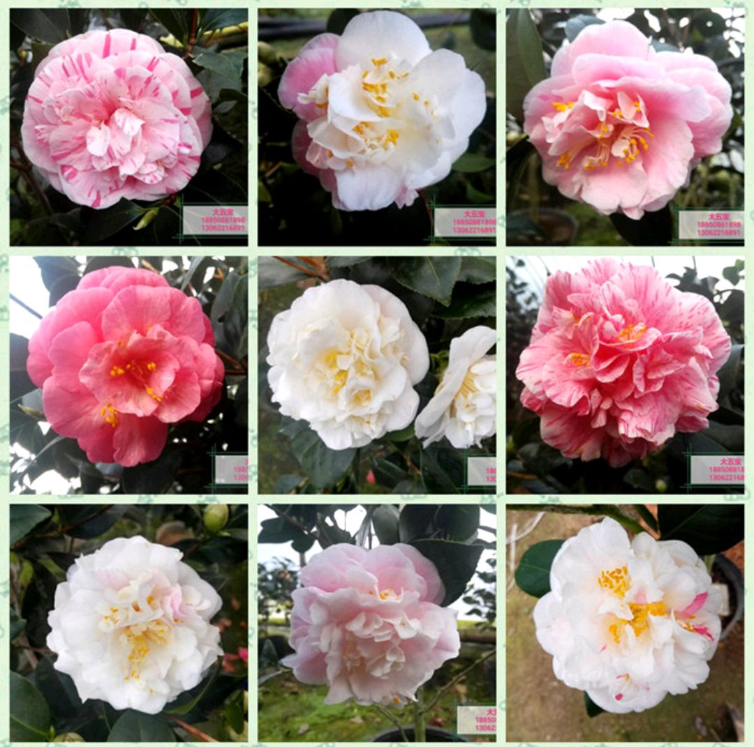 这“38种花”，当你开始收集品种时，你已入坑颇深