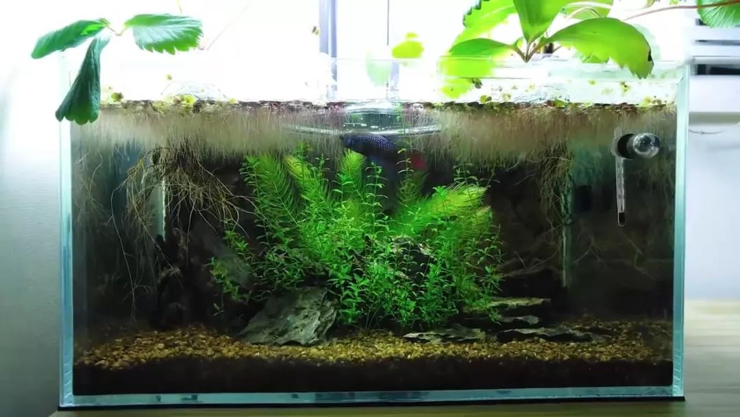 我穷到连最简单的过滤器都买不起，干脆就开了个三无草缸！