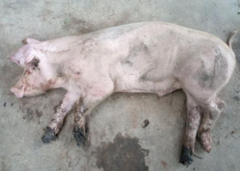 猪副嗜血杆菌病的症状和治疗方案,附红体和副猪嗜血杆菌怎么治疗