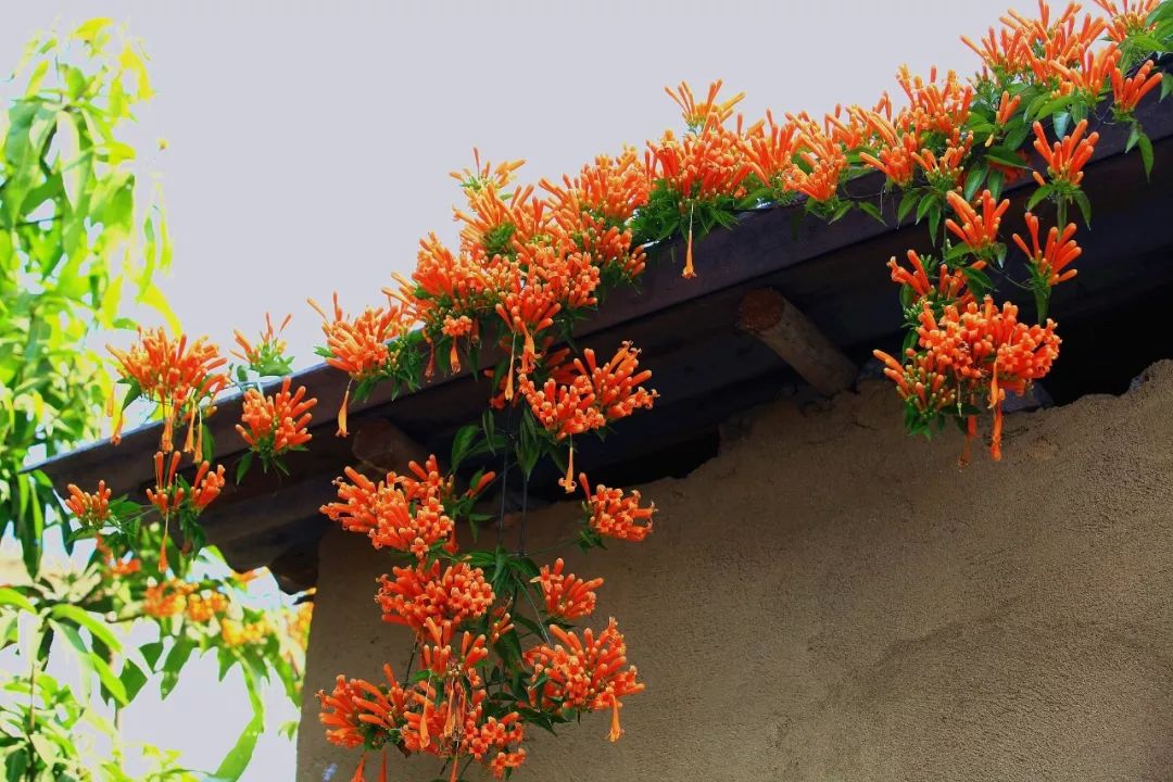 适合阳台养的四季开花有花香的花,花期长耐热耐寒又好养的花卉