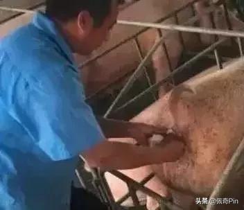 养猪人人工授精,养猪十大必备技巧