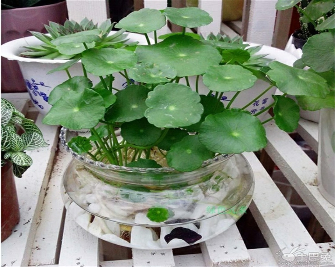 铜钱草和鱼一起养可以滴营养水吗,铜钱草可以和鱼在一起养吗