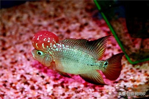 养罗汉鱼起水霉怎么处理,罗汉鱼病死了鱼缸要怎样处理