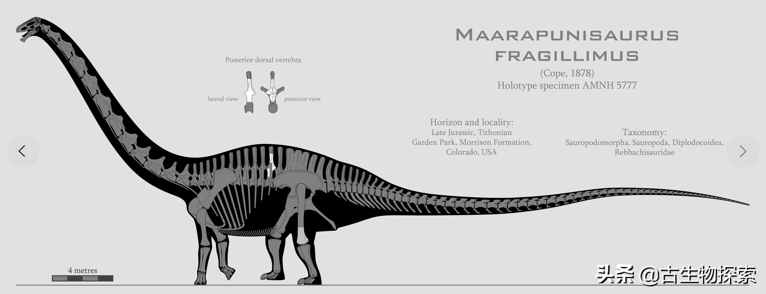 史上最大的超巨型恐龙,最新世界上最大的巨型恐龙