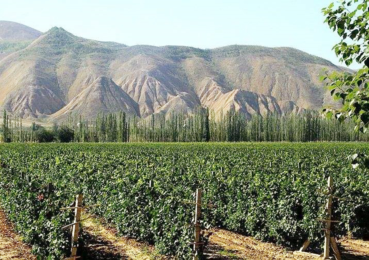 中国五大葡萄酒产区排名,中国有哪些著名葡萄酒产区和酒庄