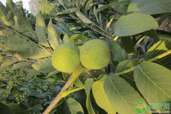 怎么用核桃种植核桃苗,怎样才能用核桃种出核桃树苗