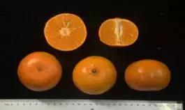 柑橘新优优缺点,设施柑橘新品种优缺点