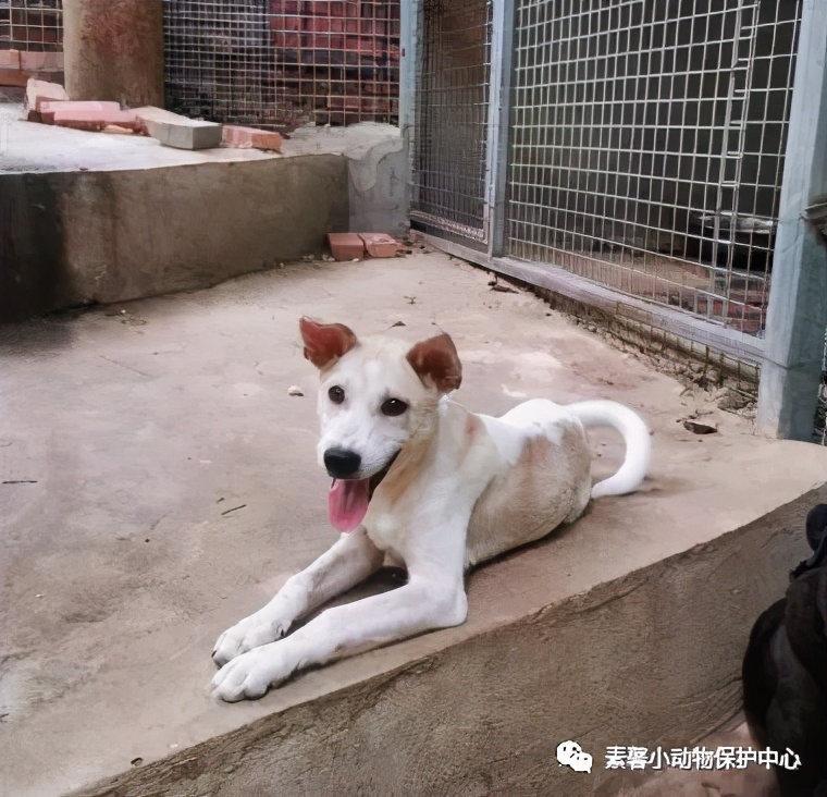 领养代替购买|2021年6月份福州线上宠物领养活动