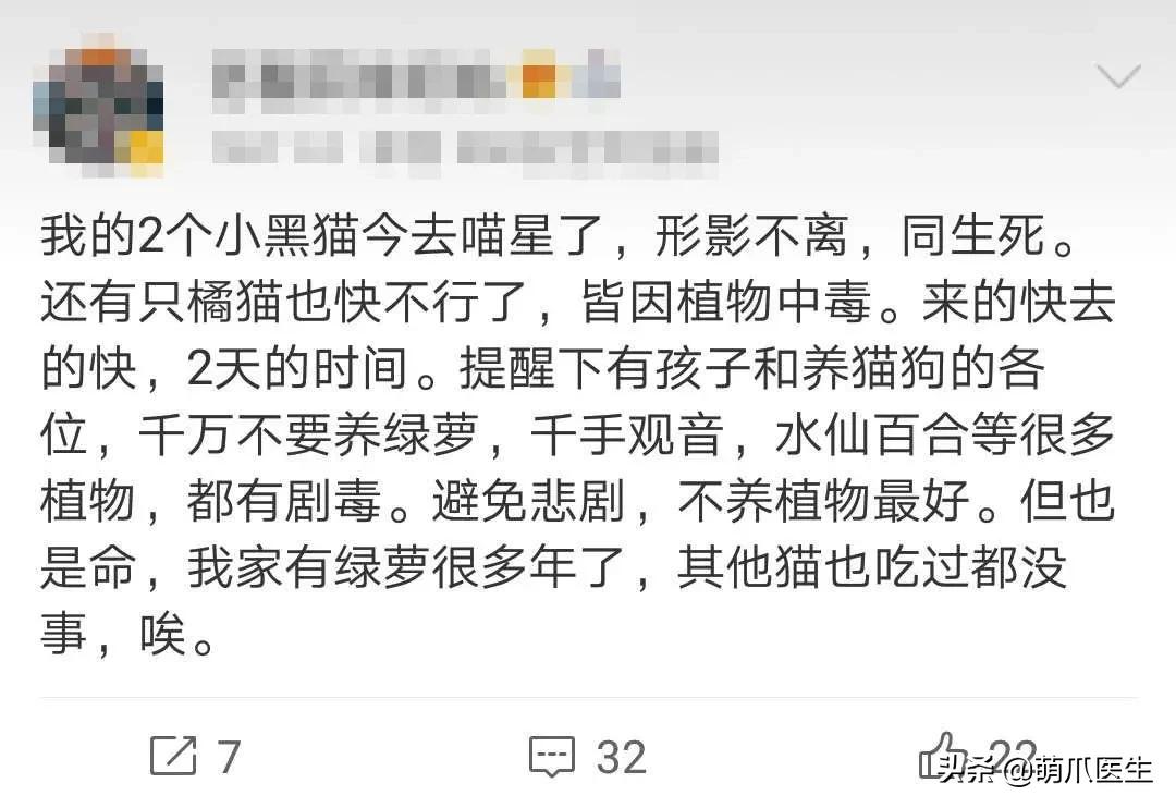养了猫还适合养鹦鹉吗,养了猫还能养松鼠吗