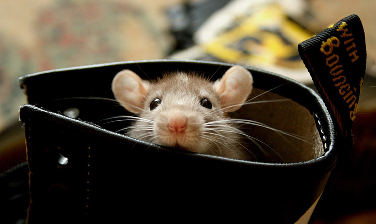 广州越秀区灭老鼠最好的方法,广州灭老鼠