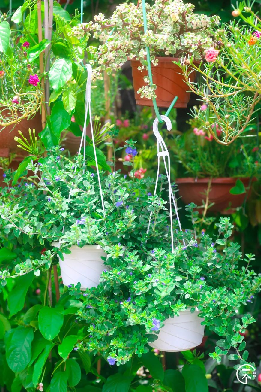 布吉老街粮食大厦房租,布吉下李朗单间房租