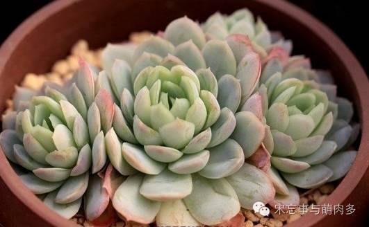 多肉月影系有哪些品种,月影系多肉品种大全