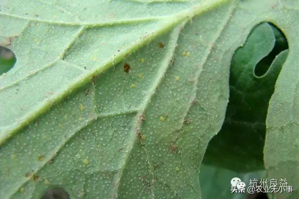 新版西瓜病虫害解决方案,2020西瓜病害视频