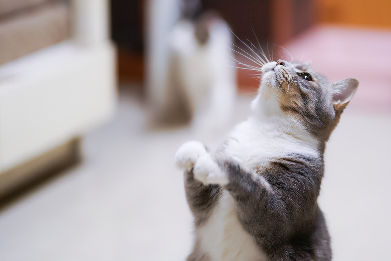 搞懂这15个猫咪的肢体语言,猫咪最常见的十种动作语言