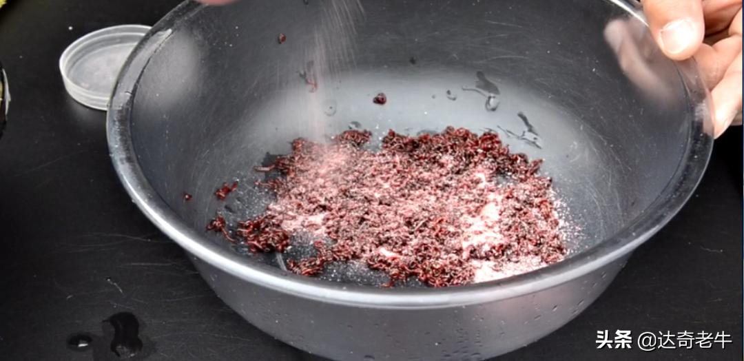 简单的红虫上饵,红虫伴侣怎样开饵