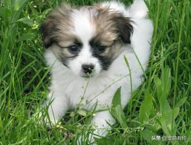 人们为什么喜欢养宠物呢,人们为什么养宠物狗