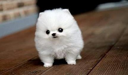 茶杯犬真的不会长大?买一只多少钱?