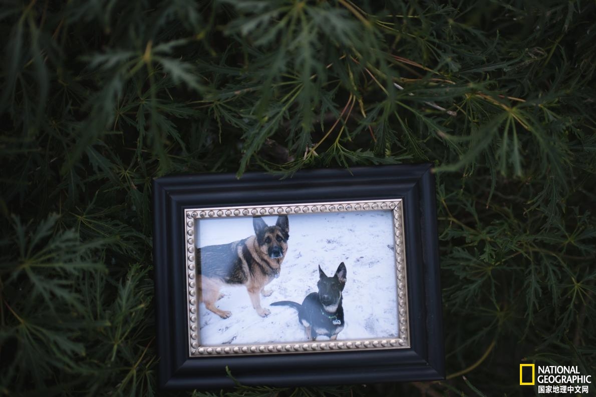 美国首例新冠死亡病例,美国首例宠物狗被感染