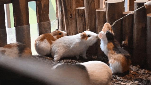 大连么么哒动物园 (大连小众动物园)